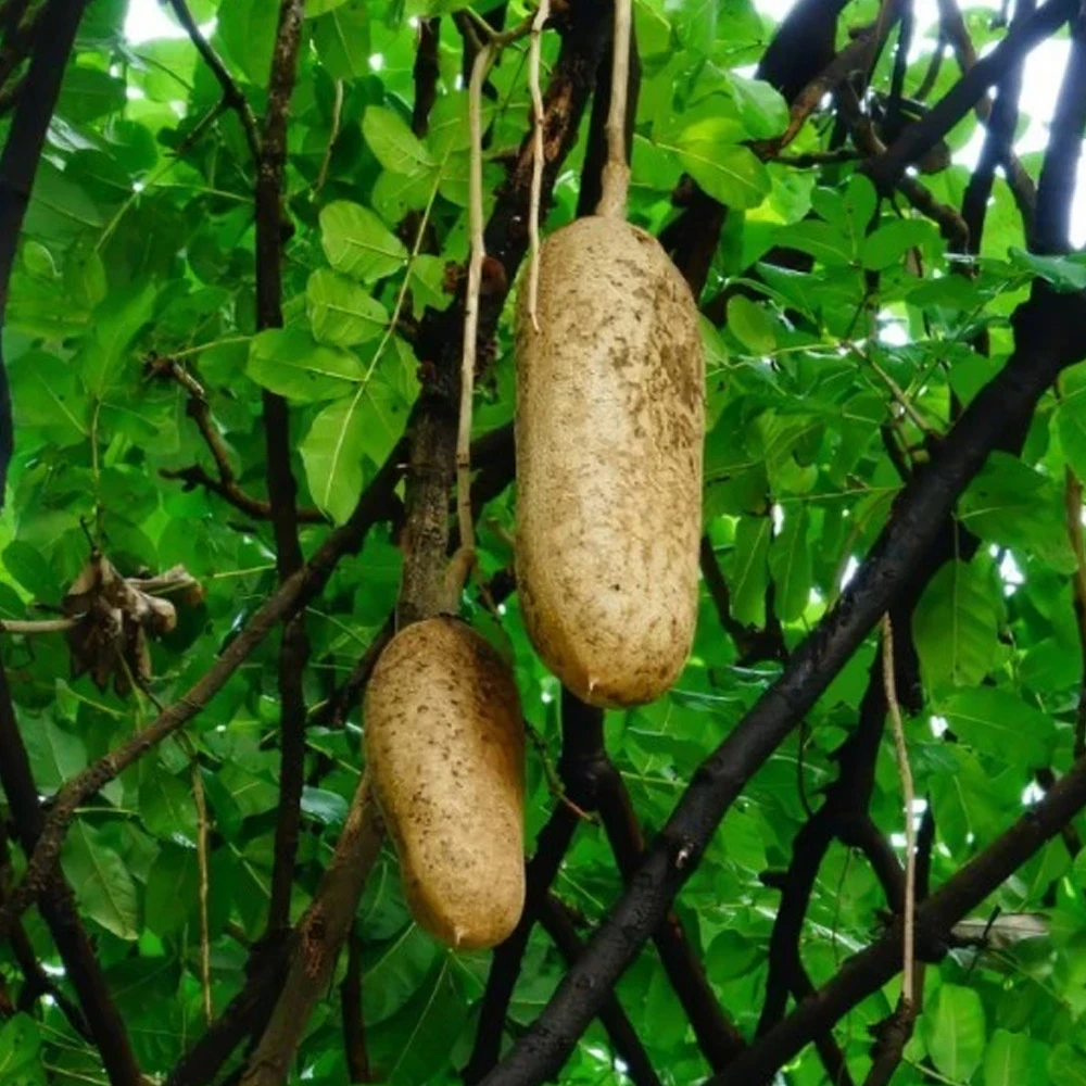 Kigelia Africana Extract Kigelia Africana Extract