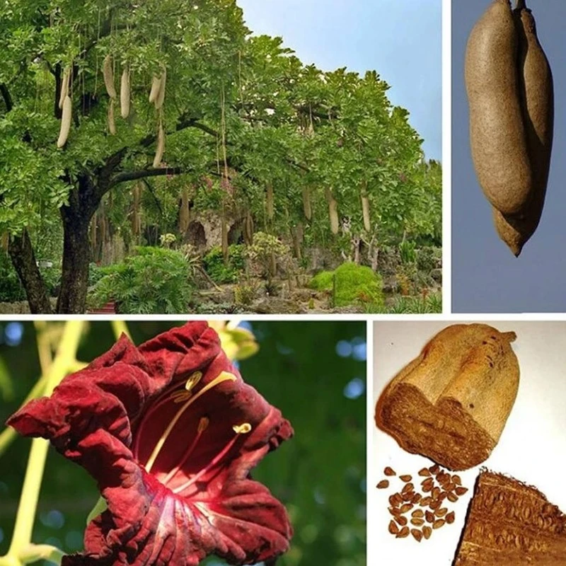 Kigelia Africana Extract3 Kigelia Africana Extract3