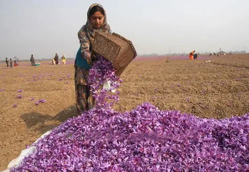 Tibet  saffron